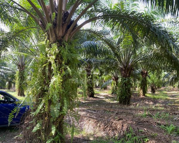 Tanah 2.75 Ekar Banting Bukit Perah Tanjung Dua Belas Untuk DiJual 1