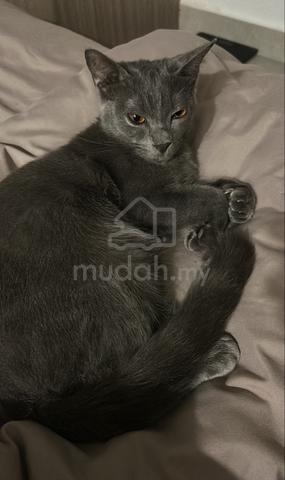 bsh (7 month old ) - photo 3 of 3
