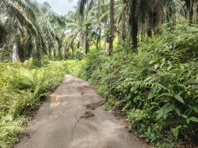 Tanah Pertanian 8.5 ekar Kg Rasau, Slim River 1