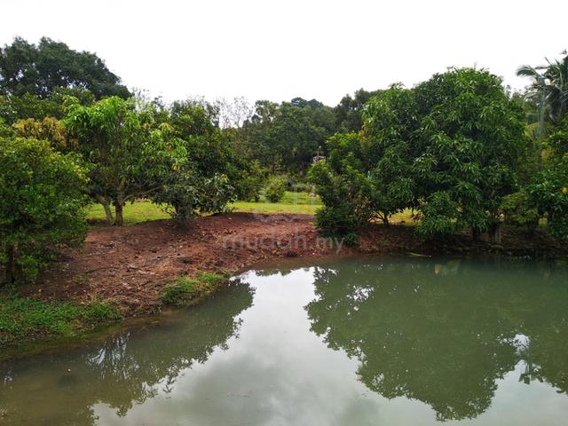 1.12 acres Orchard farm at Nusa Dusun Orchard Resort, Kuala Linggi 4