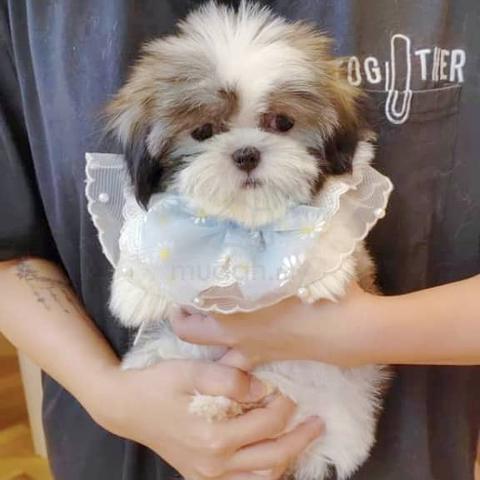 Gorgeous Cute Shih Tzu Puppu Dog Pet *yu.03906 - Pets for sale in ...