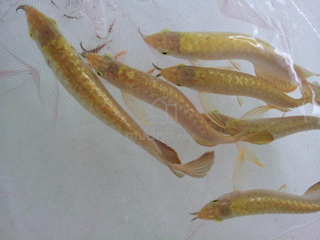 arowana 24k golden 5 inch-wholesale price - Pets for sale in Cheras ...