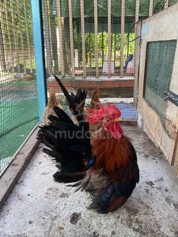 Ayam Japanese Bantam Sepasang - photo 3 of 3