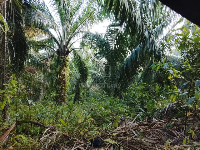 Kebun kelapa sawit untuk di pajak/sewa jangka panjang 1