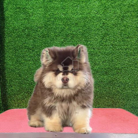China Giant bear alaskan malamute  - photo 3 of 3
