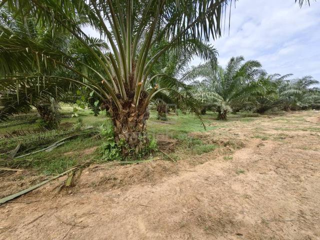 2.2 Acre Freehold Agricultural Land Bestari Jaya Batang Berjuntai Ijok 1