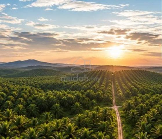 3000 Acres Productive Palm Oil Plantation For Sale @ Northern Malaysia 1