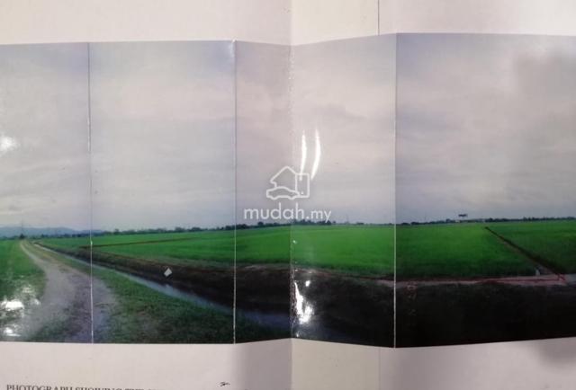 Agricultural Land at Kampung Setoi - Zero Deposit 1