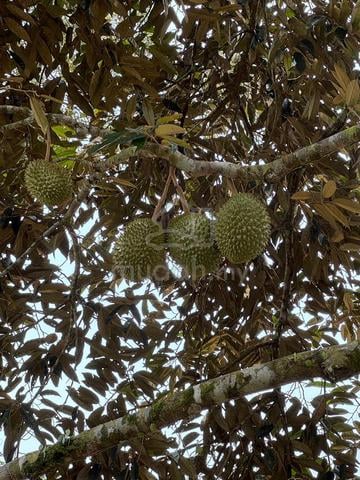 Kuala Lipis Durian Orchard For Sale 1