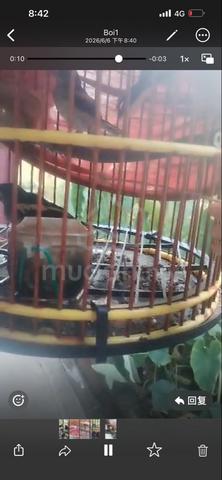 Carousel Image