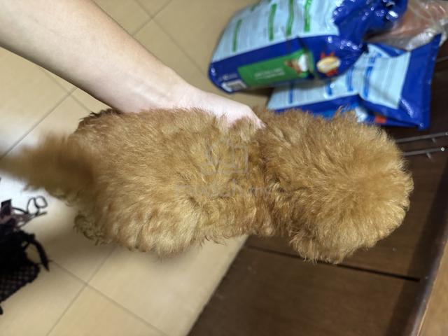 Pure Toy Poodle Brown - photo 3 of 6