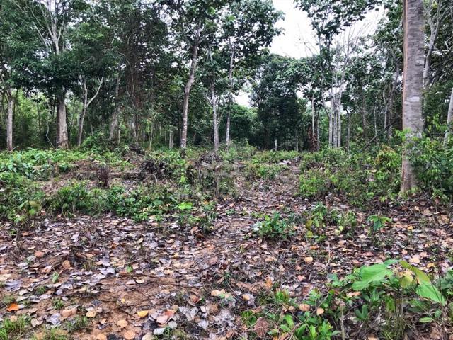 Tanah untuk di sewa 1