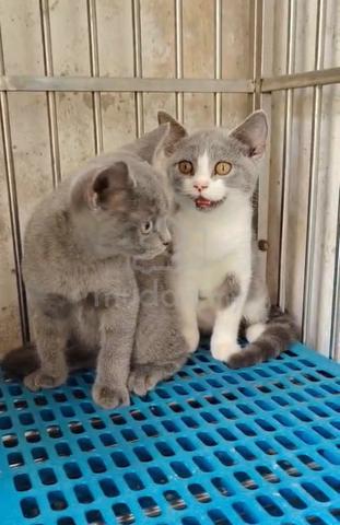 BSH British shorthair male kitten - photo 3 of 4
