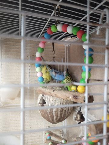 lovebird  - photo 2 of 6