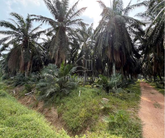 5 Acres Freehold Oil Palm Land @ Jeram, Kuala Selangor 1