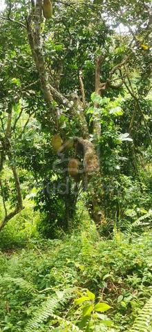 Dusun Buah-buahan UNTUK dijual 1