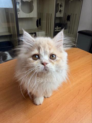 persian (DLH) - photo 2 of 6