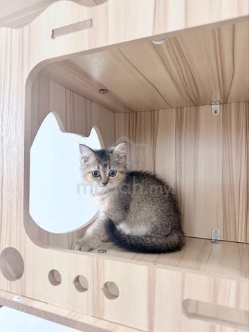 Carousel Image