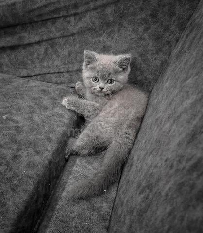 BSH Kitten - photo 2 of 5