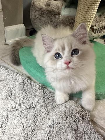 Ragdoll bicolor  - photo 2 of 3