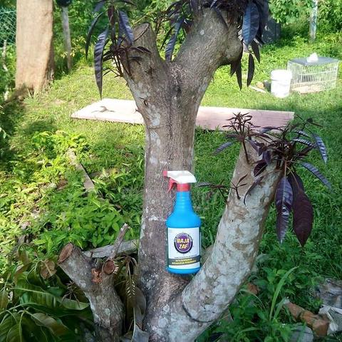 Baja Buah Lebat - photo 2 of 3