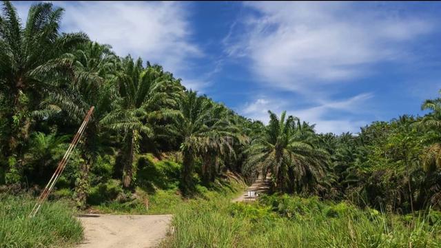 Palm Oil Land Keningau 1