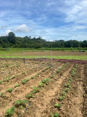 Tanah Freehold Kebun Durian Kolam dan ternakan utk Dijual di Batu 18 1