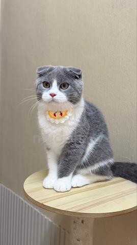 Scottish fold kitten - photo 3 of 3