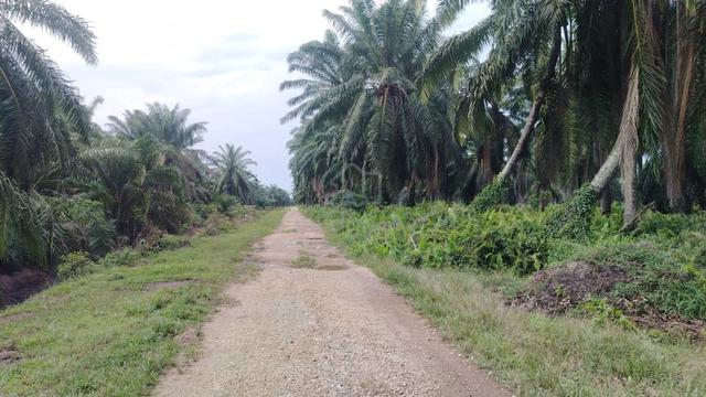 Banting Land for Sale, Sungai Kelambu 2, Felcra, 📌2.07 Acres Land 5