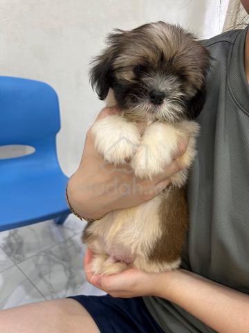 Classic! Tri Colour Shih Tzu Puppy 西施犬宝宝 2710A - photo 3 of 6