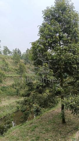 tanah dusun cantek 1