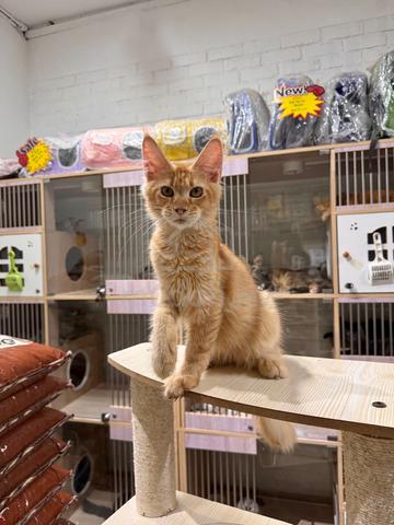 can send Singapore red mainecoon cat kitten - photo 5 of 6