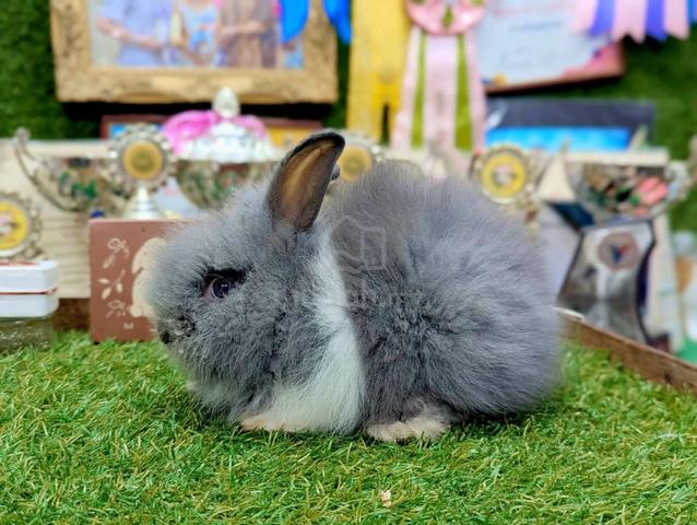Arnab Teddy Bear Rabbit jr - photo 3 of 4