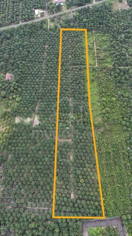 Tanah Kebun Sawit 8.58 Ekar di Simpang Renggam [MURAH, HIGH YIELD] 1