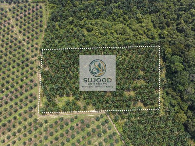 Kebun Sawit Freehold Kg Temai Seberang Pekan, Pahang 1