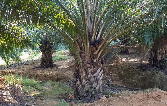 Planted Palm oil estate for sale, Penjom, Kuala lipis pahang 2