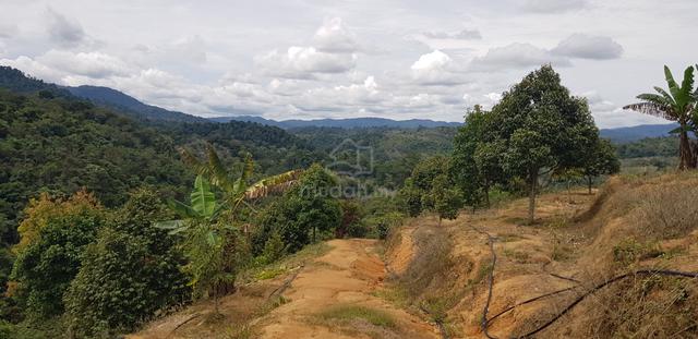 Dusun Durian 7 Ekar Di Kuala KlawangJelebu Sudah Keluar Hasil 1
