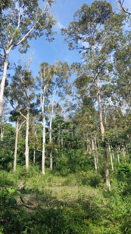 Tanah Dusun Cantek 1