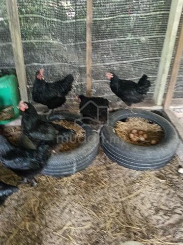 Anak Ayam Black Australop  - photo 3 of 4