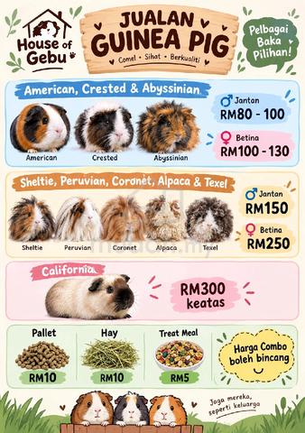 Guinea Pig  - photo 6 of 6
