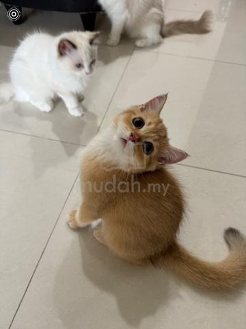 BSH British Shorthair NY11 Male - Pets for sale in Batu Caves, Selangor