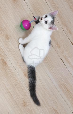 domestic cat mix parsi  - photo 2 of 3