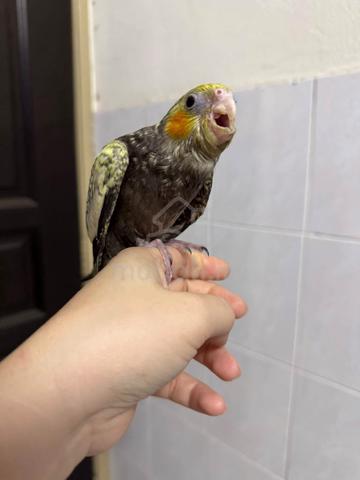 Cockatiel jinak - photo 4 of 4