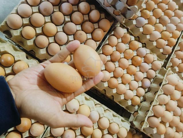 Telur 🐔 fresh direct ladang - photo 5 of 6