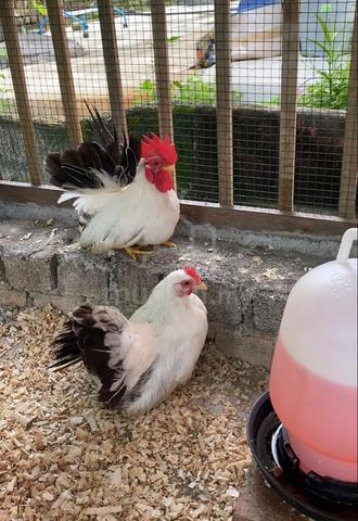 Ayam Japanese Bantam Blacktail - photo 2 of 3