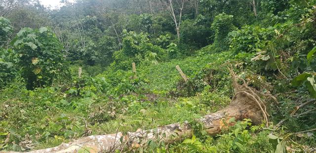 Tanah 2.83 Ekar Untuk Kediaman dan Pertanian Di Kuala Pilah 2