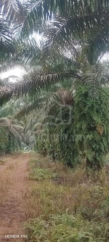 Kebun Sawit & Buahan 8 Ekar Freehold Simpang Renggam 1