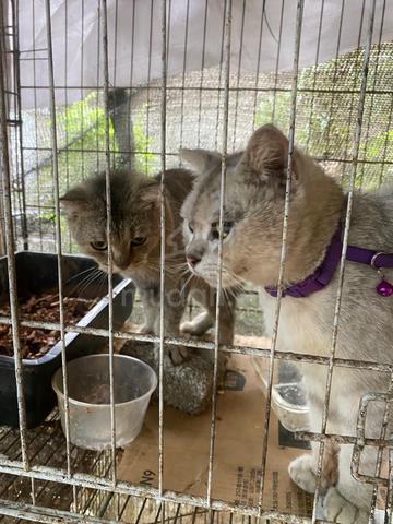 BSH mix - photo 2 of 6