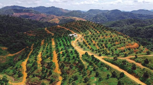 Durian farm for sale, Asahan, tangkak, melaka 1