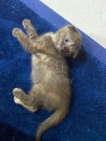 BSH mix SCOTTISH FOLD - photo 3 of 4
